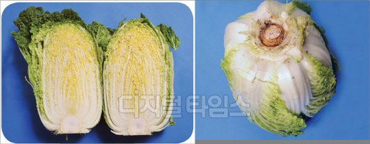 31일 농관원은 김장철을 맞아 김장채소에서 원산지 표시 일제 단속에 나선다고 밝혔다. 농관원은 "국산배추는 속잎이 알차고 촘촘하게 형성되어 있고 밑동 너비가 좁고 동그란 원형이며, 흙이 묻어 있고 깨끗하지 않다"고 설명했다. 국산 배추를 반으로 가른 단면과 뿌리 부분 모습. 국산농산물품질관리원 제공